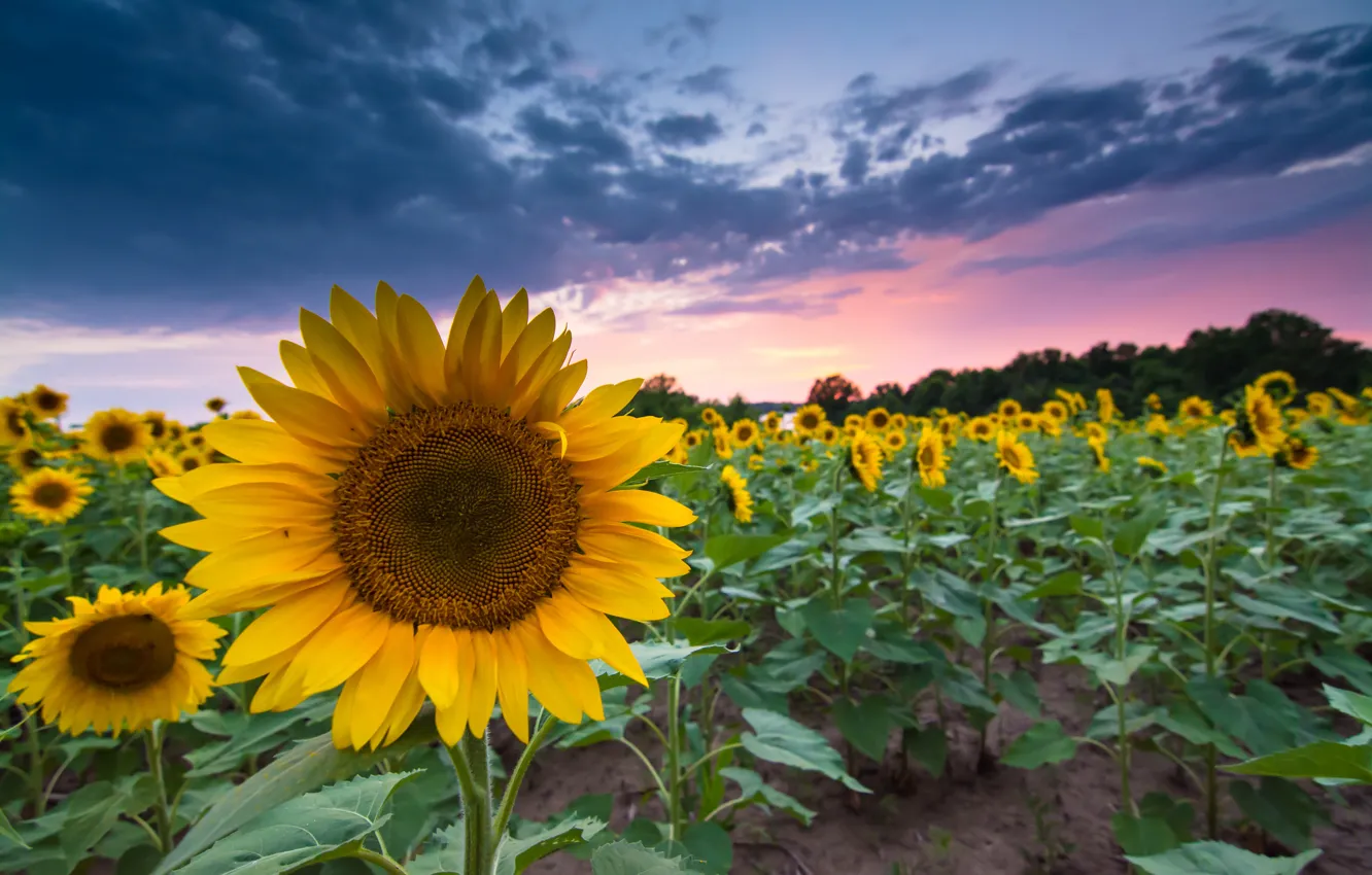 Photo wallpaper field, summer, the sky, sunset, clouds, the evening, Sunflowers