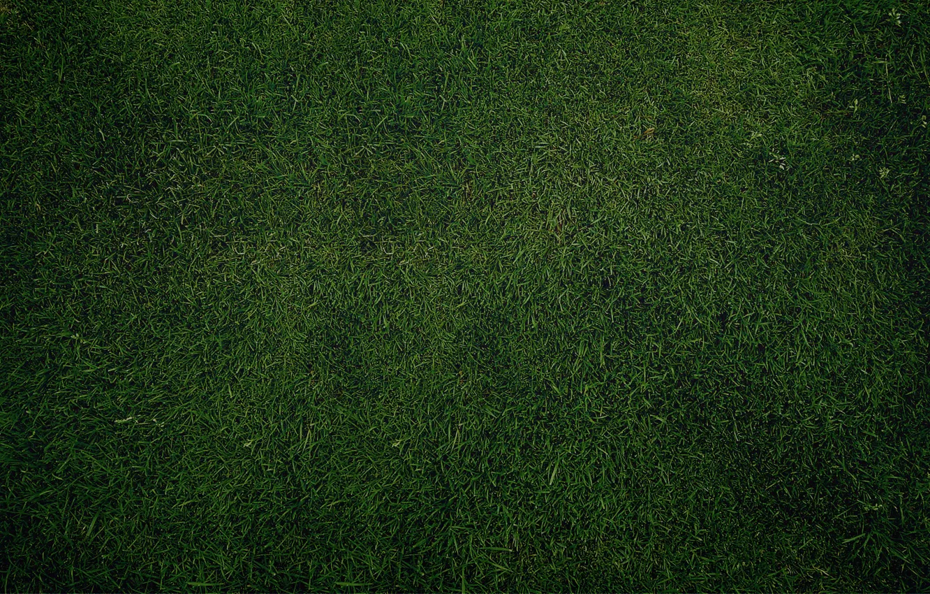 Wallpaper greens, grass, lawn, Wallpaper, texture, Green images for desktop,  section текстуры - download