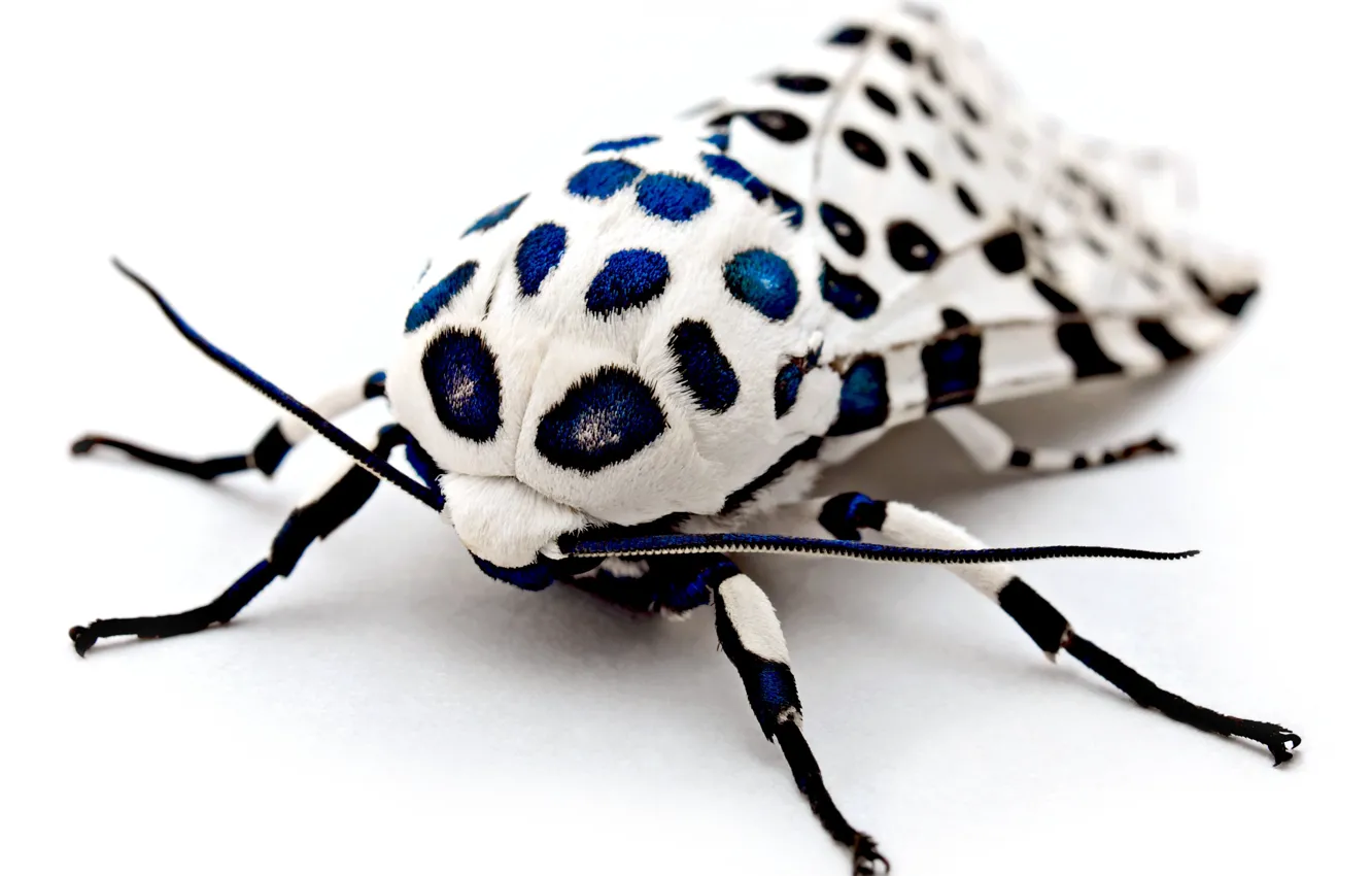 Photo wallpaper leopard moth