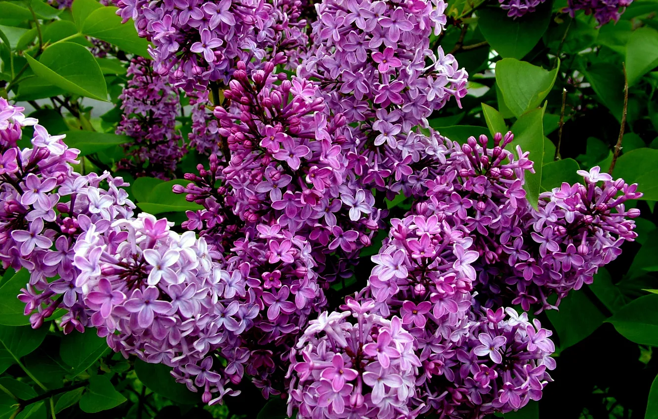 Photo wallpaper The bushes, flowering, lilac