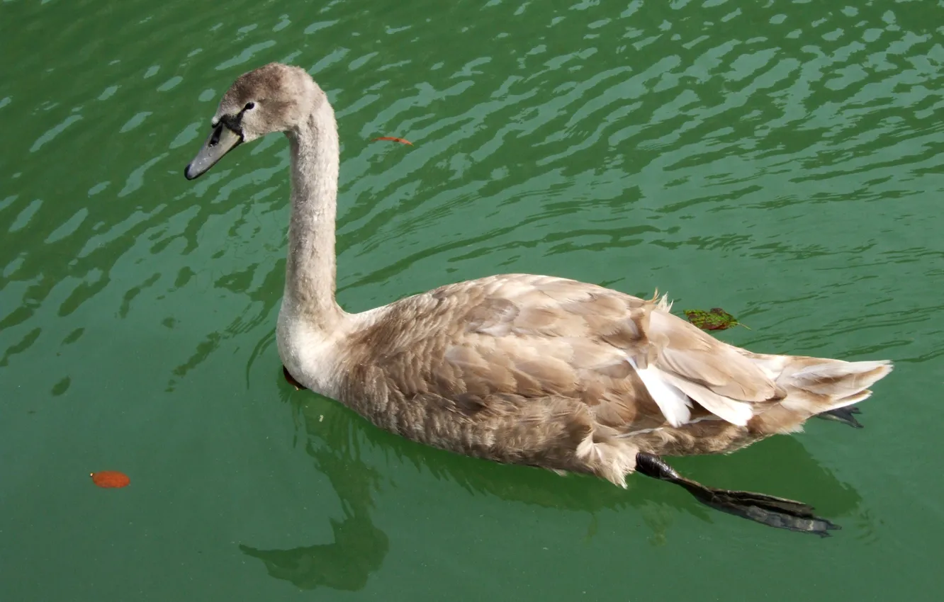 Photo wallpaper swan, lake, animal, Bird, swimming, young swan