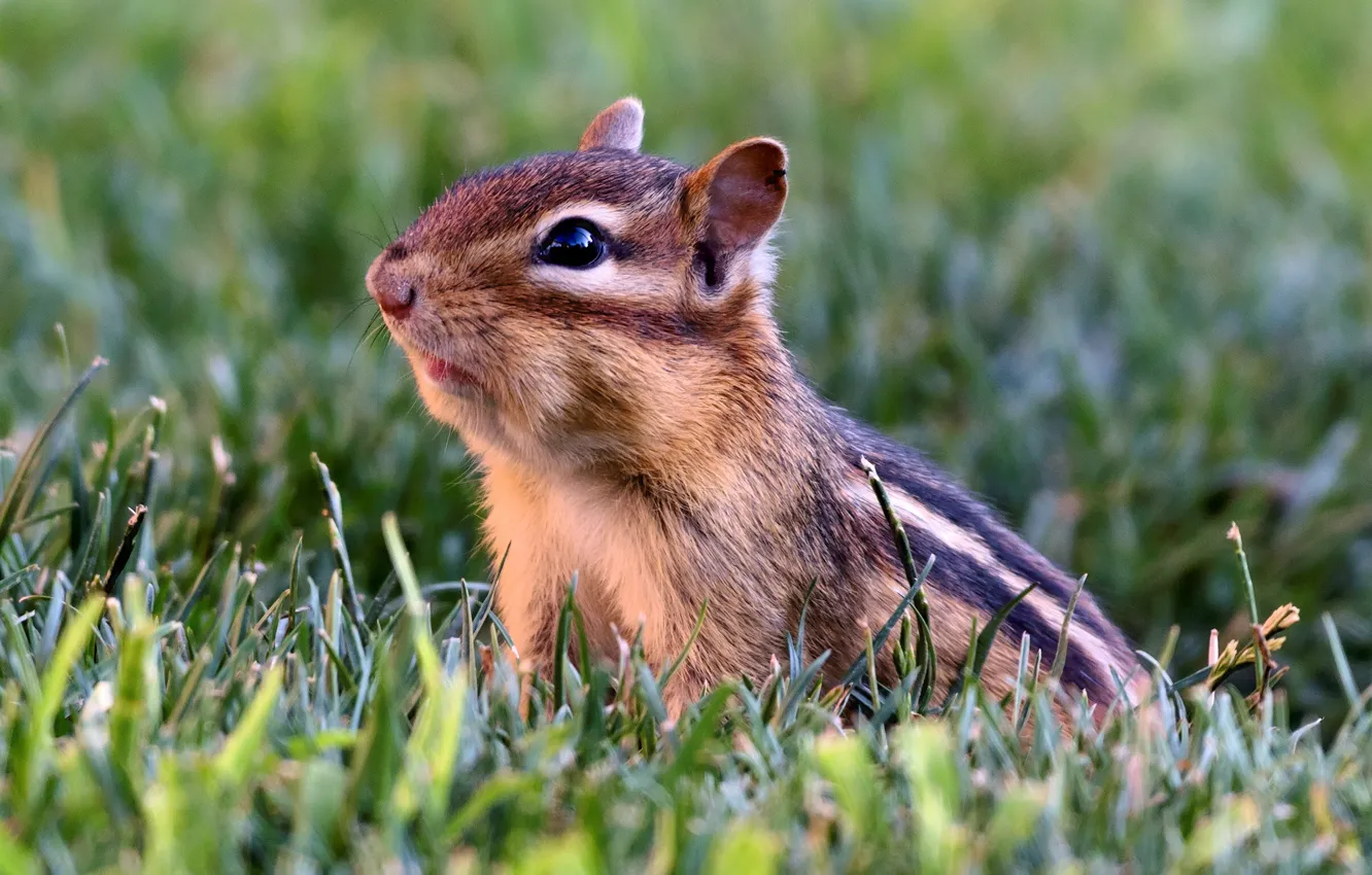Photo wallpaper grass, Chipmunk, animal, rodent