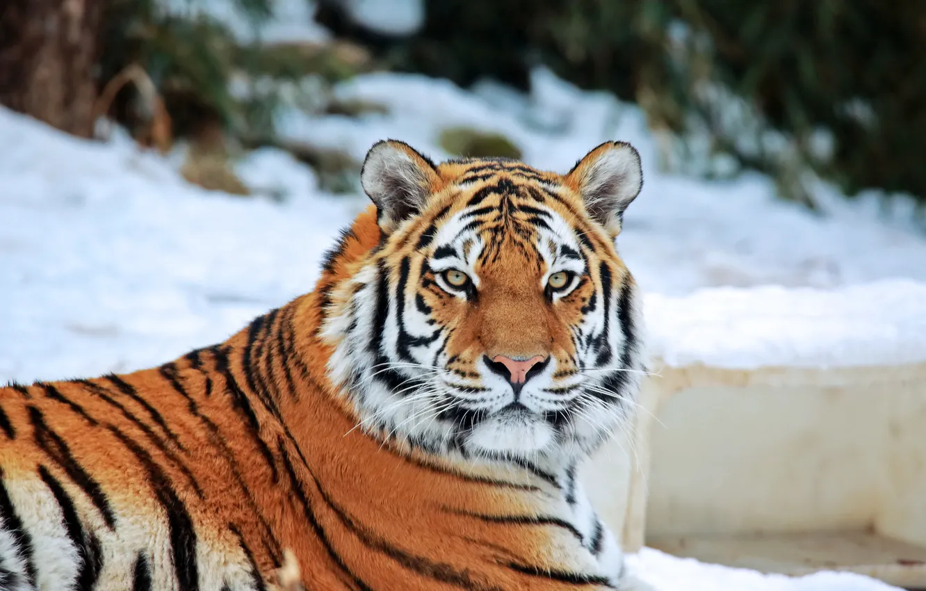 Photo wallpaper look, face, snow, predator, Tiger