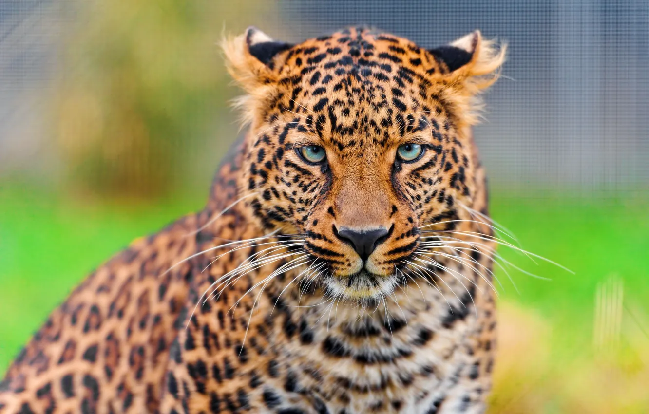 Wallpaper mustache, look, face, leopard, leopard, beautiful, panthera pardus  images for desktop, section кошки - download