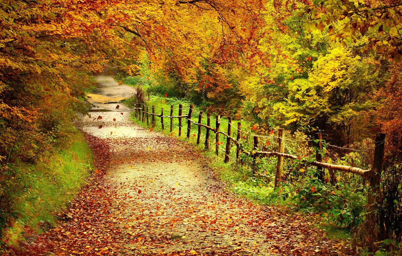 Photo wallpaper forest, leaves, trees, the fence, Autumn, path