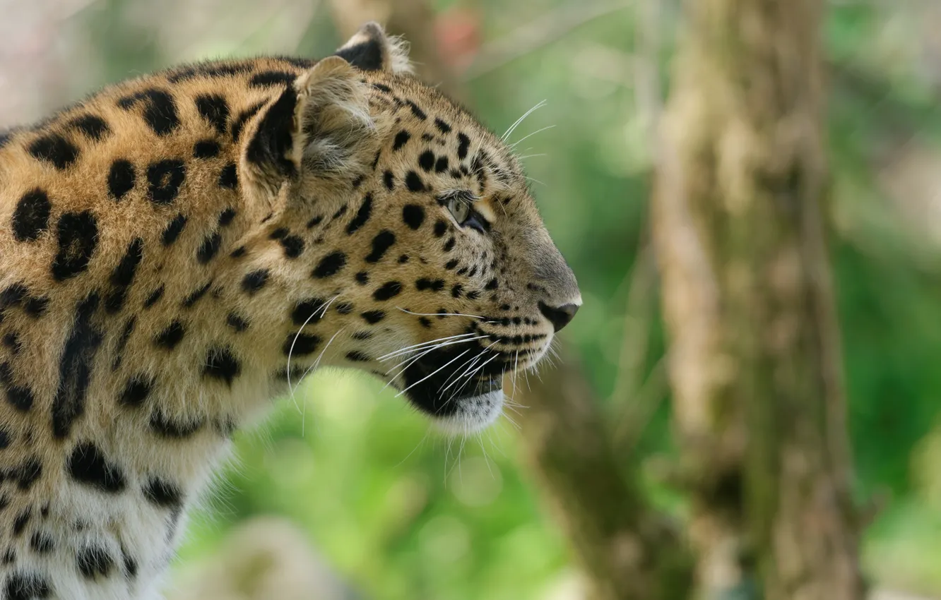 Wallpaper face, predator, profile, wild cat, the Amur leopard images ...