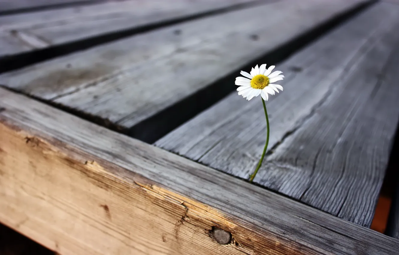 Photo wallpaper flower, joy, life, loneliness