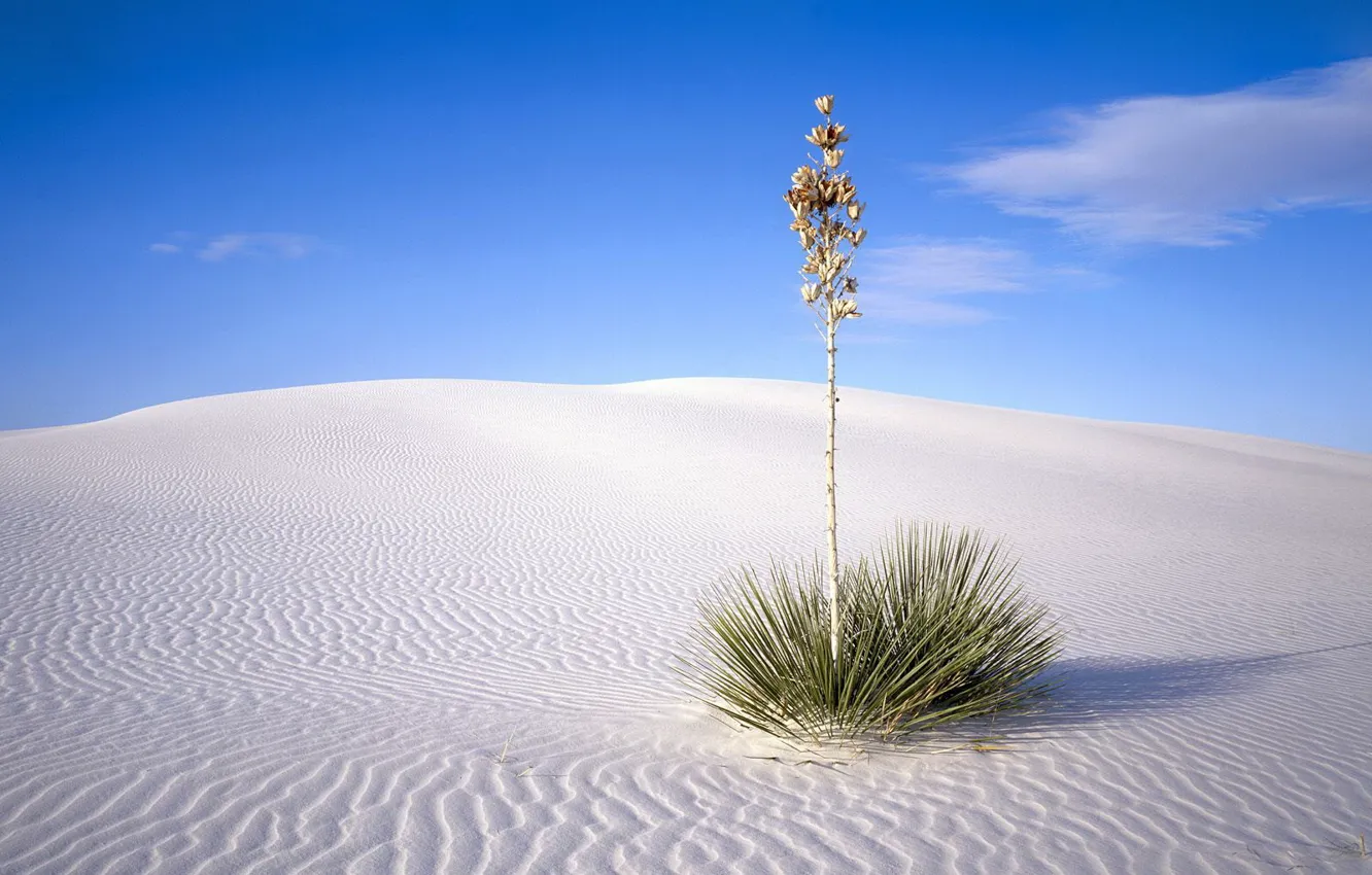 Photo wallpaper sand, desert, Bush