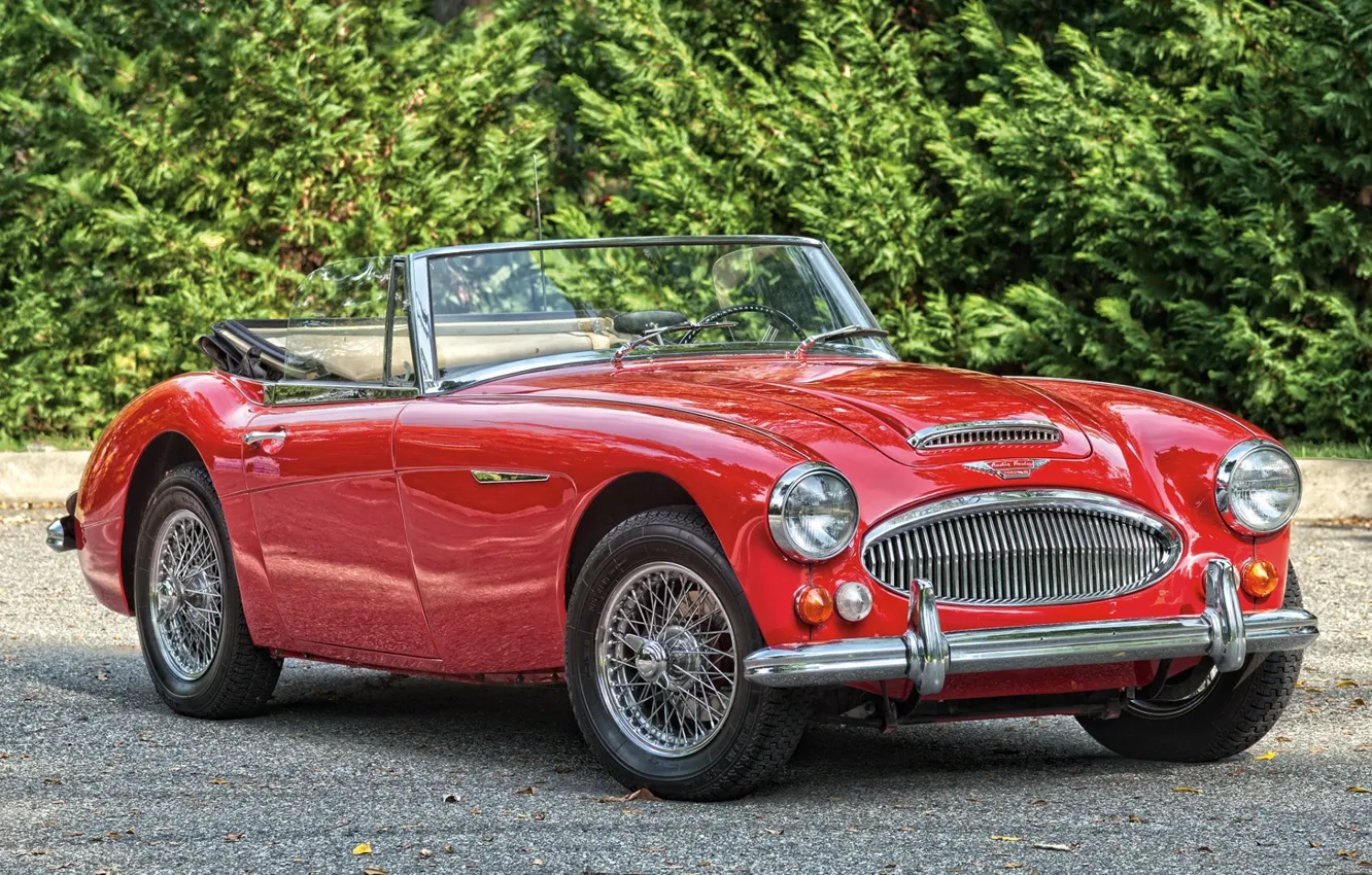 Photo wallpaper red, background, Roadster, classic, the bushes, the front, 1966, Roadster, Austin Healey, Austin Healey, BJ8, …