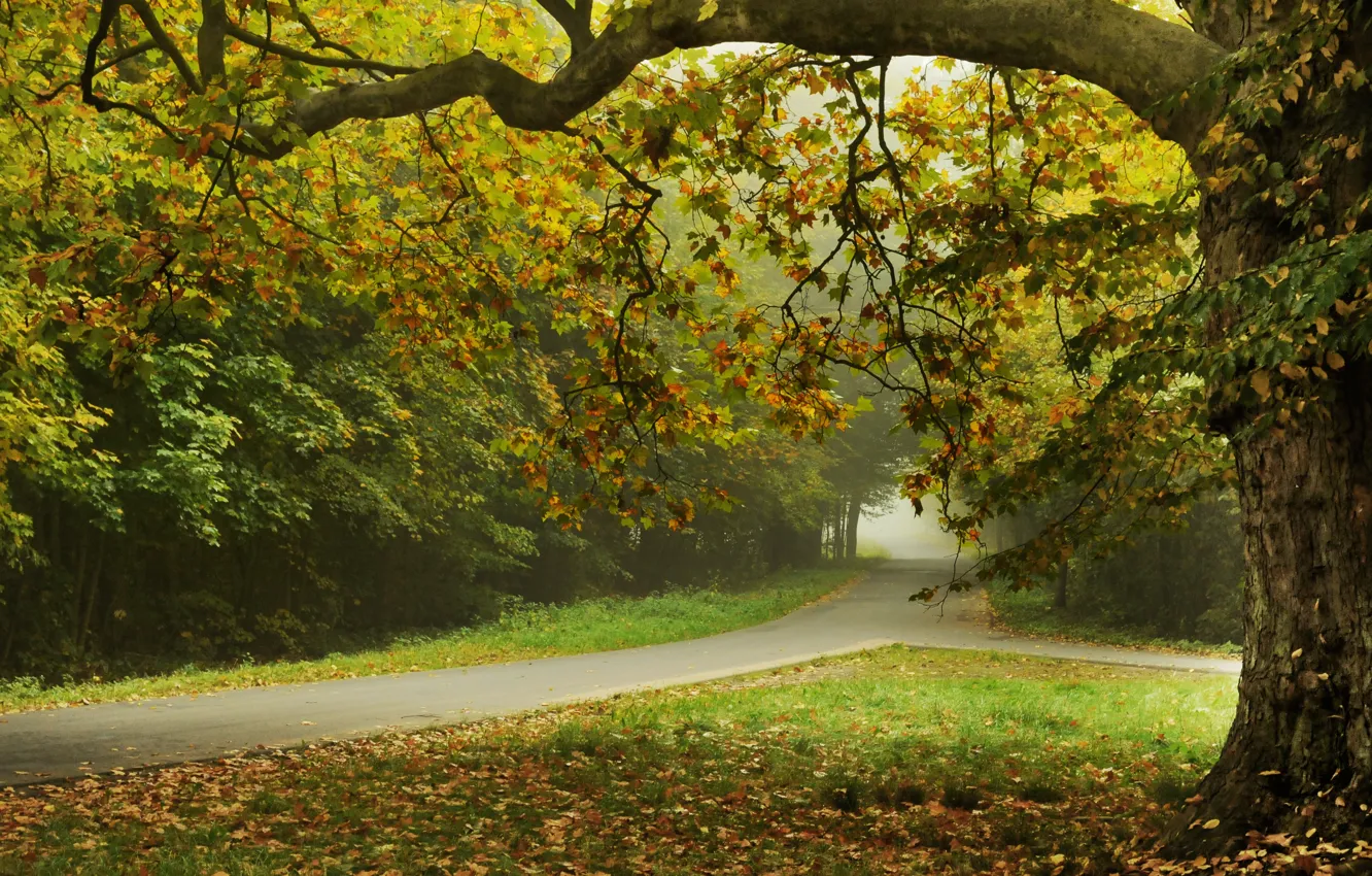 Photo wallpaper road, leaves, trees, nature, street, road, trees, nature, leaves, street, Autumn trees, beautiful landscape, beautiful …