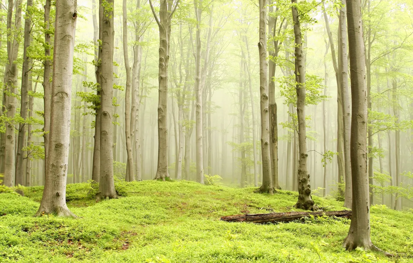 Wallpaper forest, nature, fog, morning, forest, bright, foggy images for  desktop, section природа - download