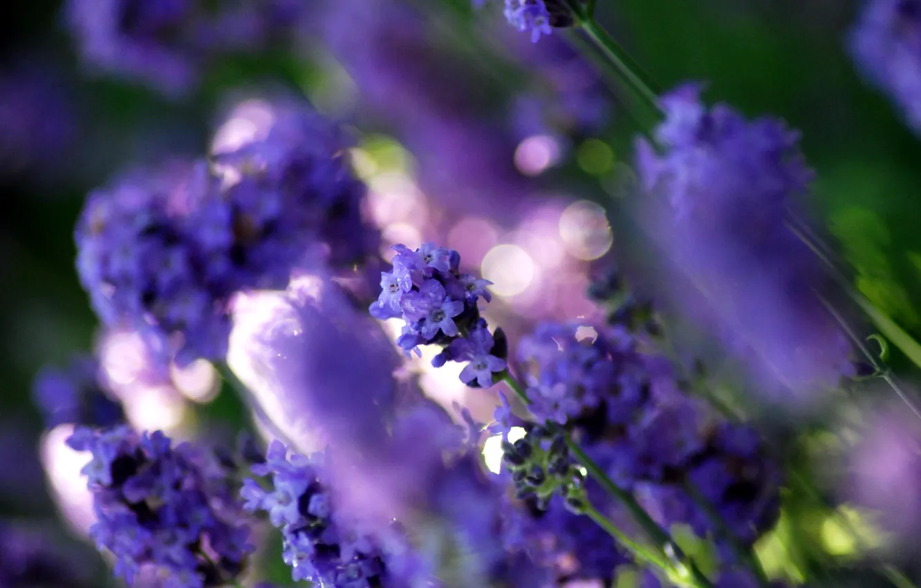 Wallpaper purple, macro, light, flowers, glare, glade, color, plants, blur,  lavender images for desktop, section цветы - download