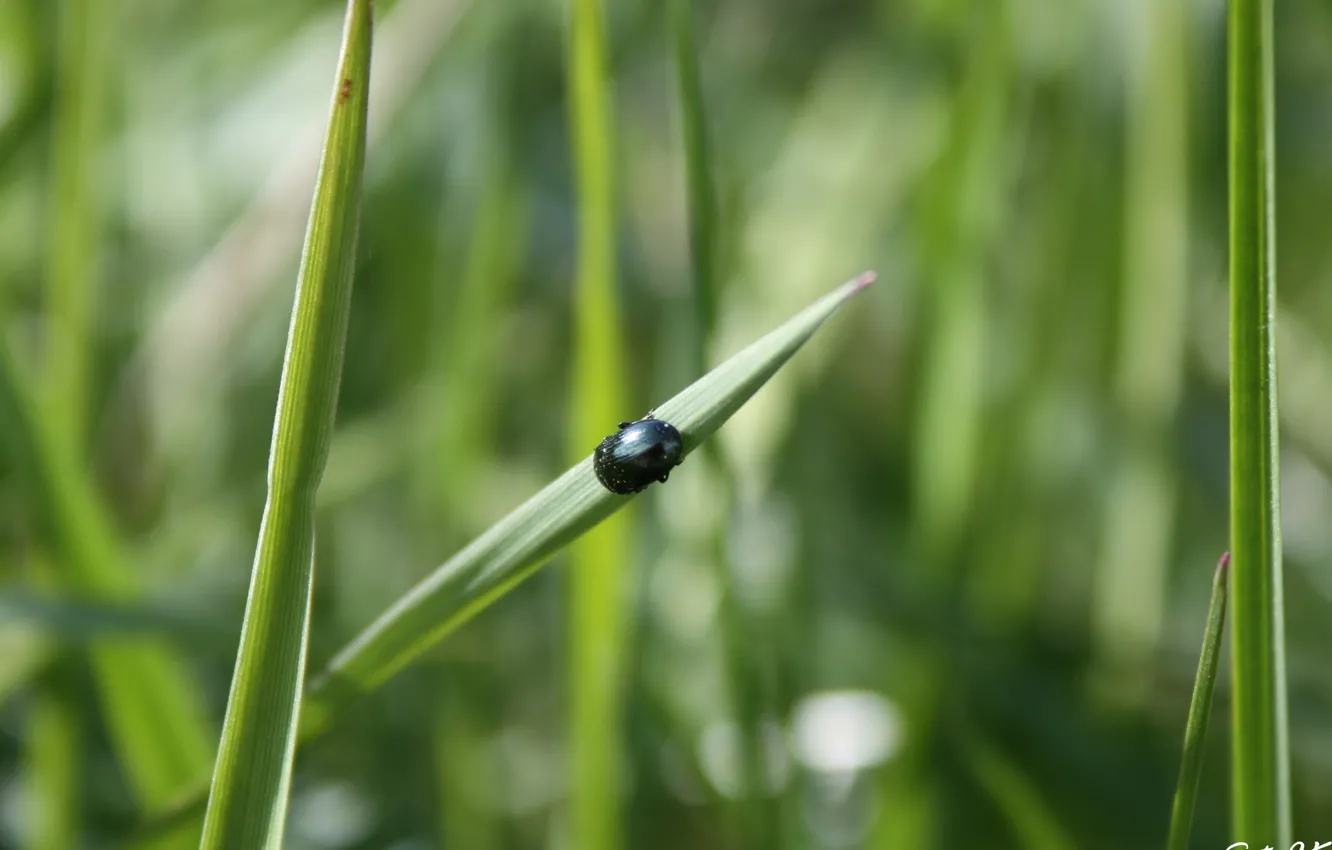 Photo wallpaper greens, grass, macro, beetle, insect