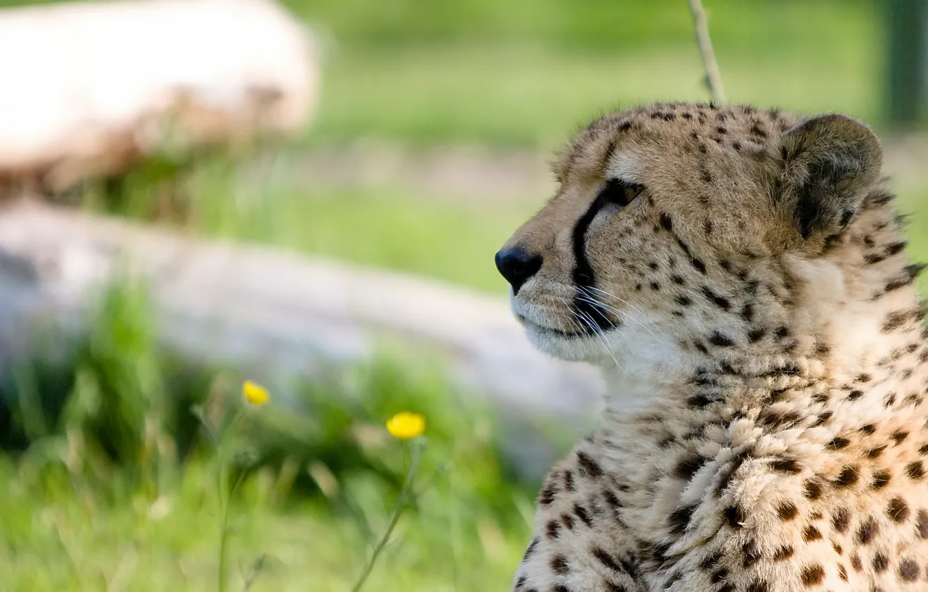 Photo wallpaper face, predator, Cheetah, profile