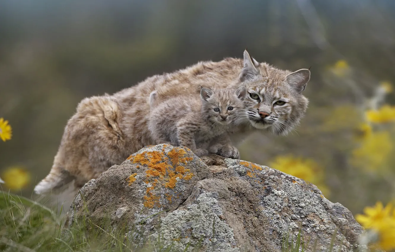 Photo wallpaper nature, stone, Lynx, a small lynx