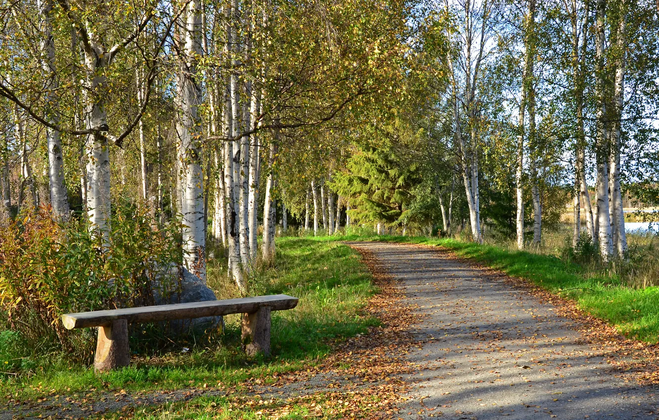 Photo wallpaper trees, Park, autumn, lake, bench, path, birch