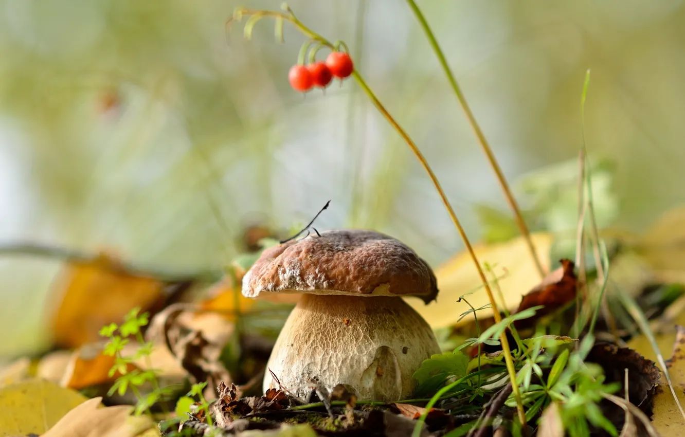 Photo wallpaper autumn, forest, leaves, nature, mushrooms, white mushroom, September