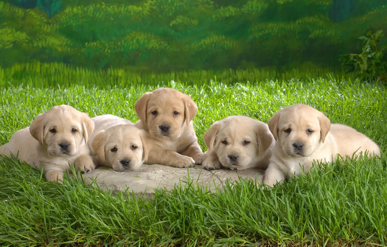 Photo wallpaper grass, puppies
