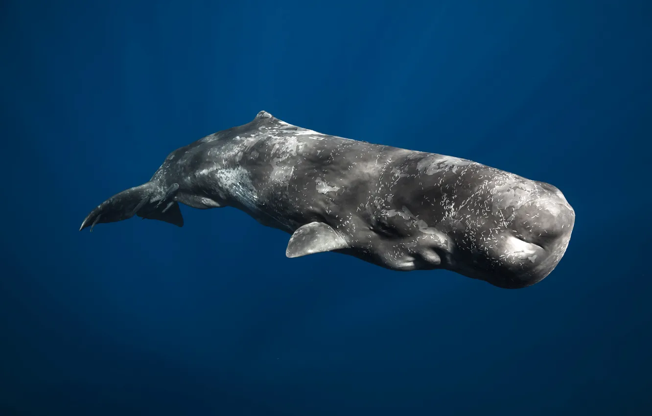 Photo wallpaper mammal, Sperm whale, the largest of the toothed whales, Physeter macrocephalus