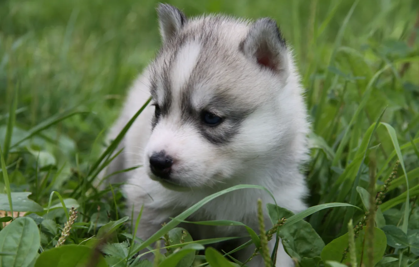 Wallpaper grass, puppy, blue eyes, husky, Laika, small dog images for  desktop, section собаки - download