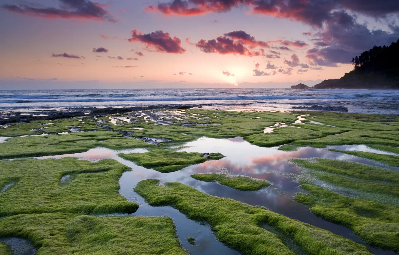 Photo wallpaper wave, the sky, clouds, algae, sunrise, the ocean, puddles