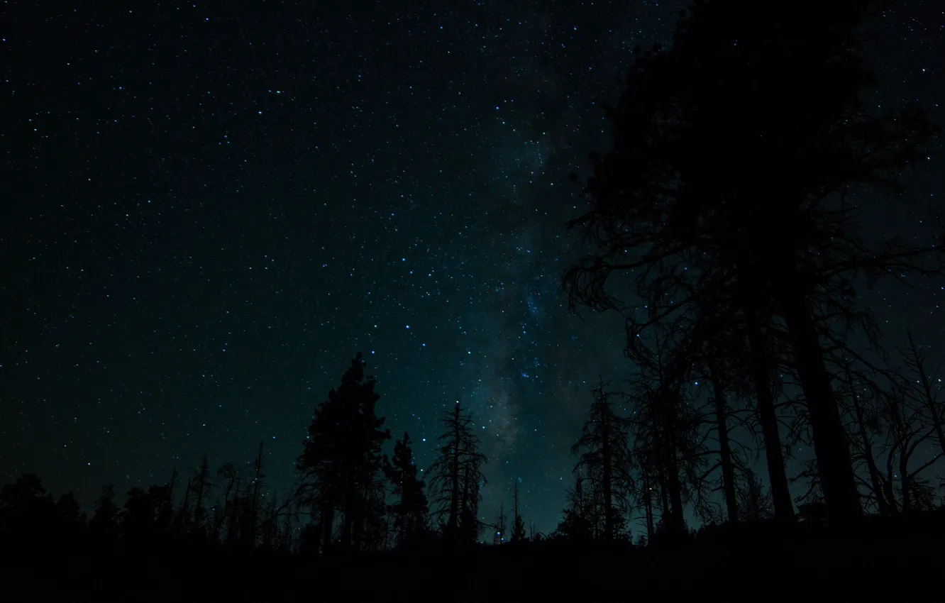 Photo wallpaper forest, the sky, trees, the milky way