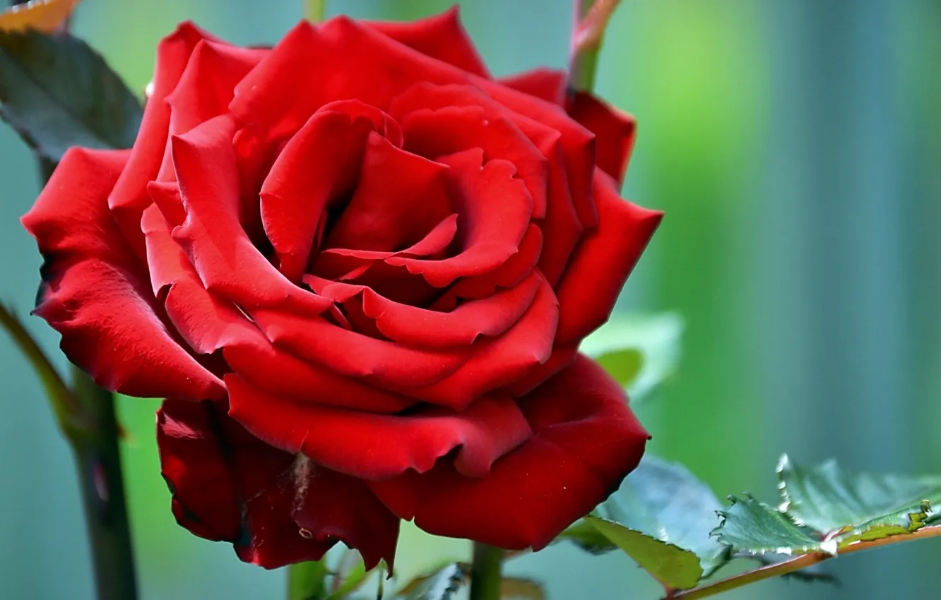 Wallpaper rose, blur, Scarlet images for desktop, section цветы - download