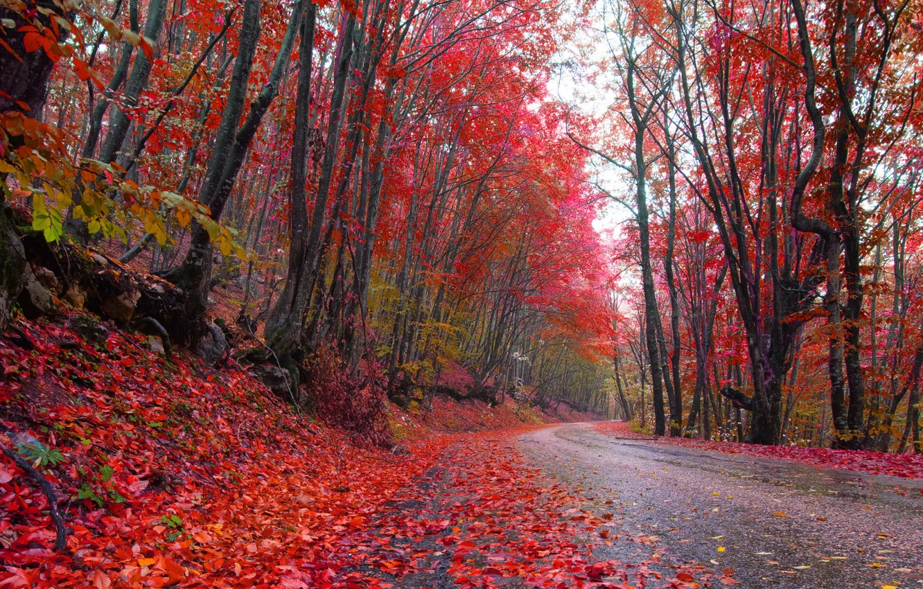 Fiery Red Tree Leaves Autumn Forest Road Photo Mural Poster 36x54 inch 
