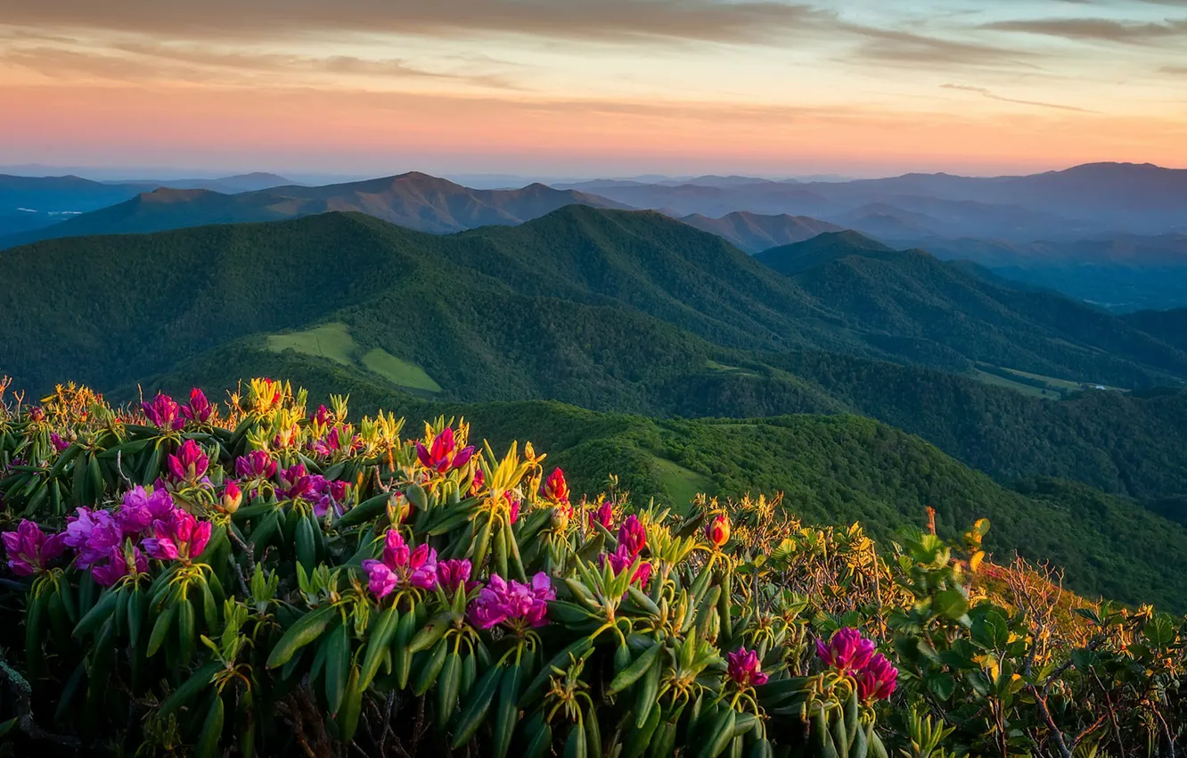 Wallpaper sunset, mountains, panorama, North Carolina, North Carolina,  Appalachian, Appalachian Mountains, rhododendrons, Roan Highlands, The  Highlands Of Roan images for desktop, section пейзажи - download