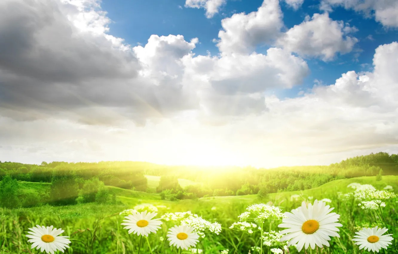 Photo wallpaper field, the sky, grass, the sun, clouds, light, landscape, flowers, nature, chamomile
