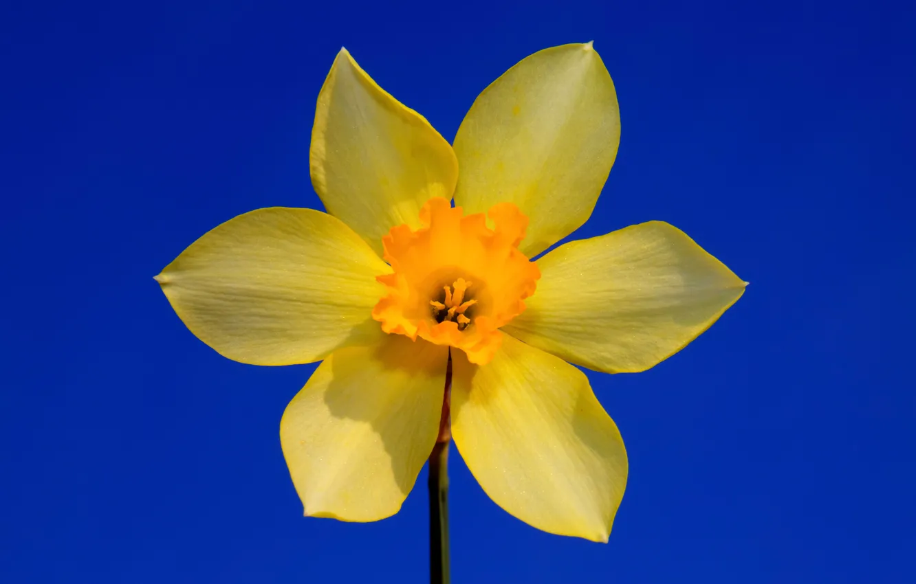 Photo wallpaper flower, the sky, petals, Narcissus