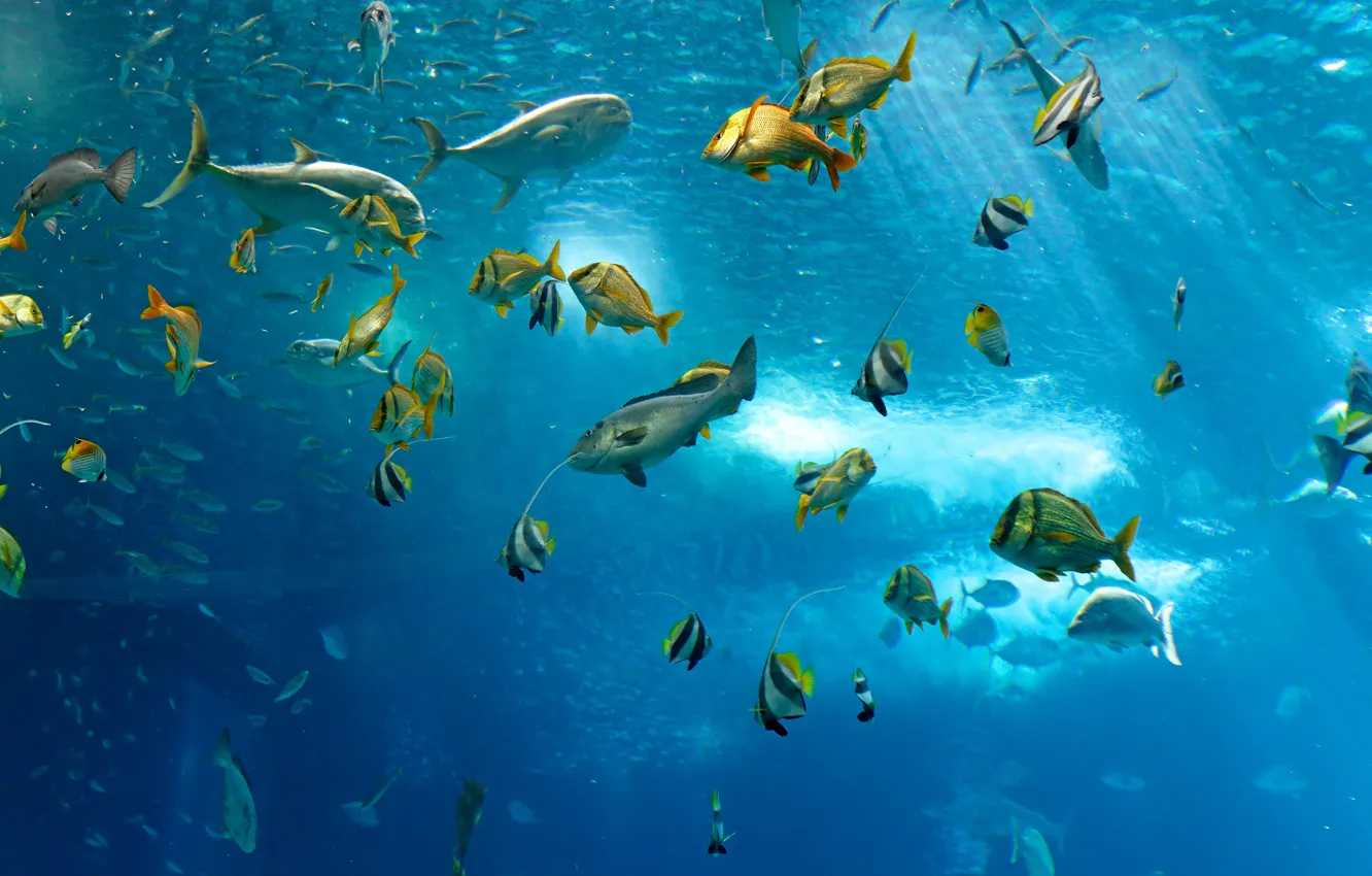 Photo wallpaper sea, the ocean, fish, under water, underwater, sea, ocean, fish