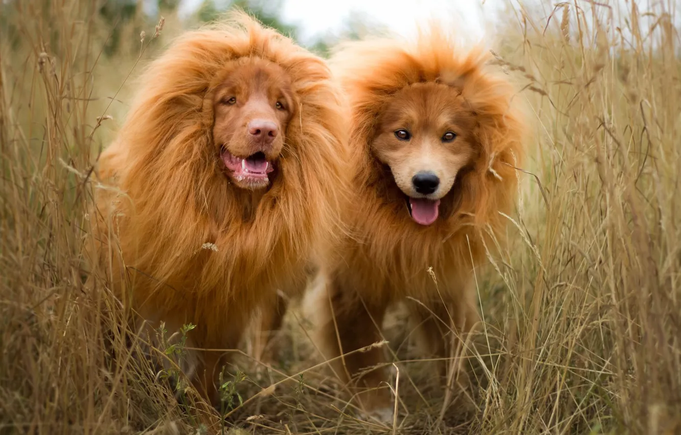 Photo wallpaper language, dogs, grass, nature, Leo, puppies, pair, mane, red, lions, the cubs, muzzle, funny, breed, …