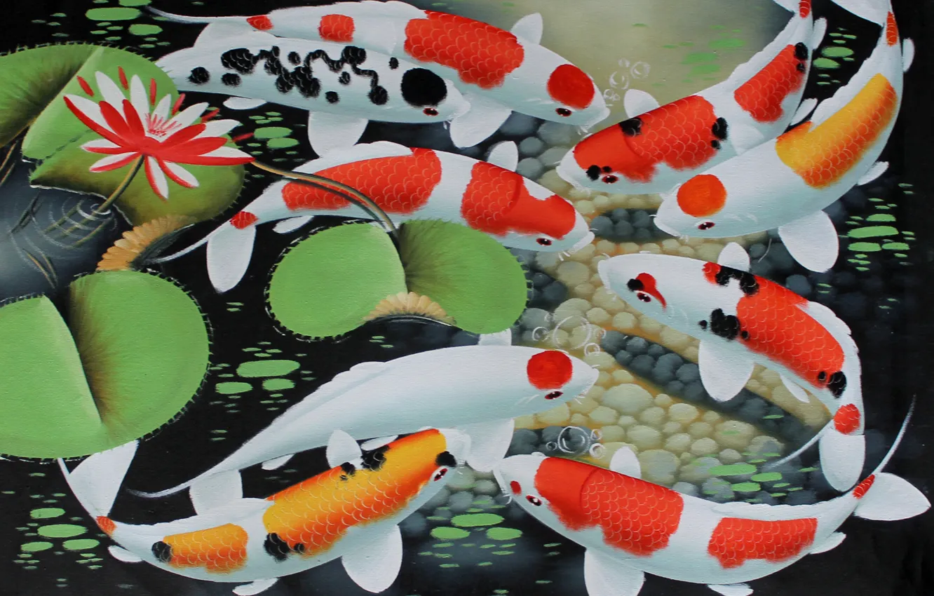 Wallpaper water fish art Lotus goldfish koi koi fish 