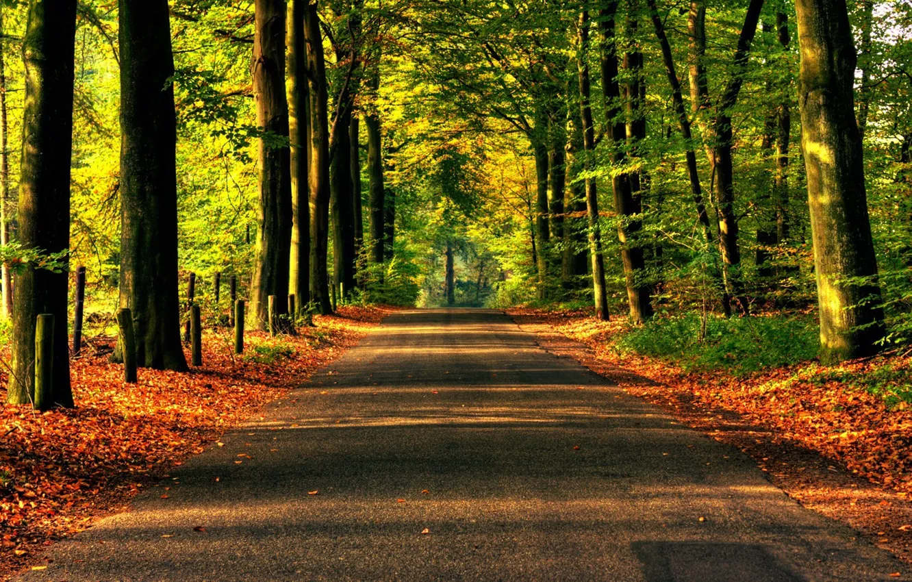 Photo wallpaper road, forest, asphalt, trees, nature