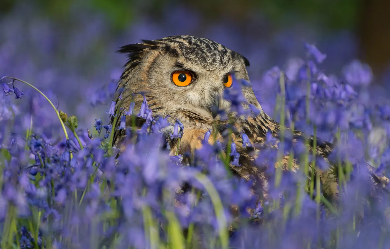 Wallpaper flowers, owl, bird, bells, owl images for desktop, section  животные - download