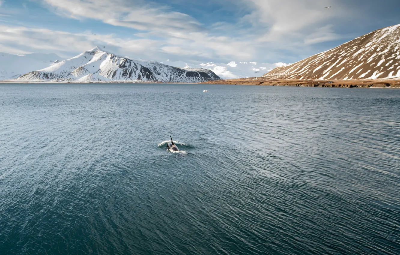 Photo wallpaper sea, snow, mountais, seagulls, killer whales