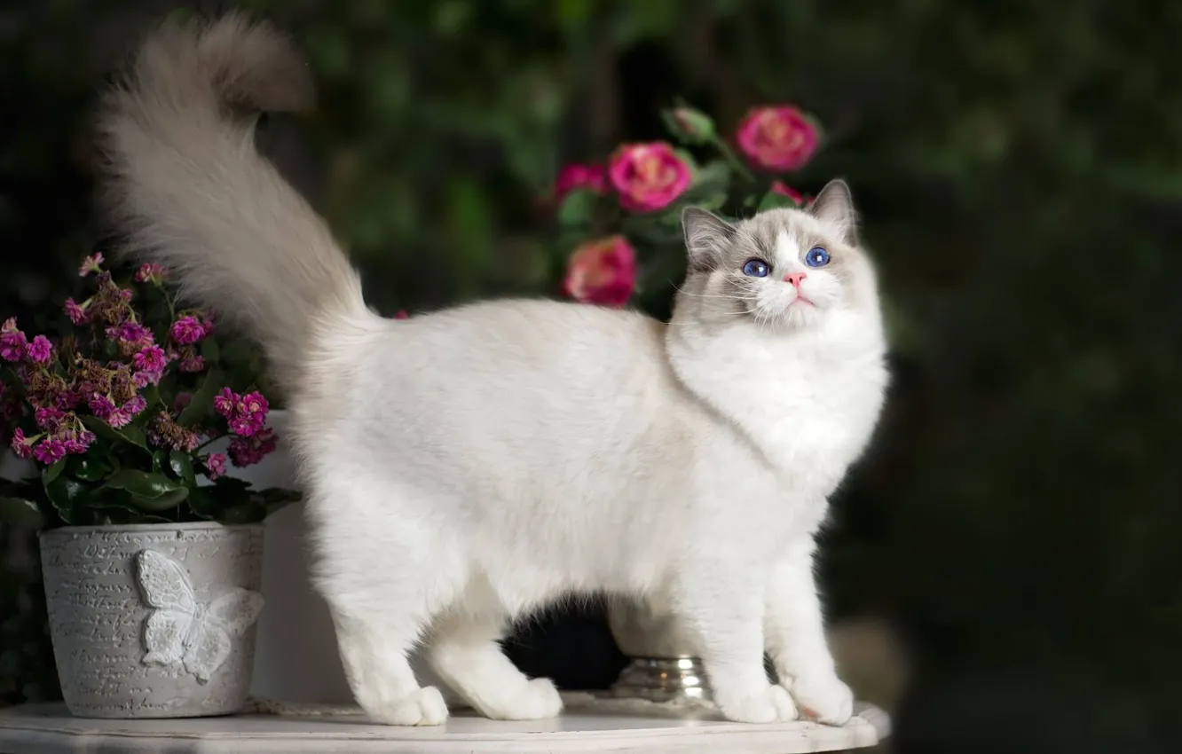 Photo wallpaper cat, flowers, tail, Ragdoll
