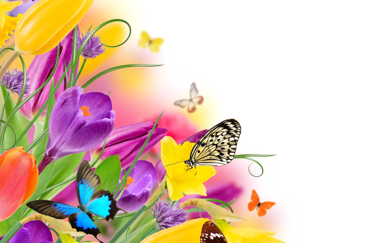 Photo wallpaper butterfly, flowers, spring, colorful, tulips, fresh, yellow, flowers, beautiful, tulips, spring, purple, butterflies