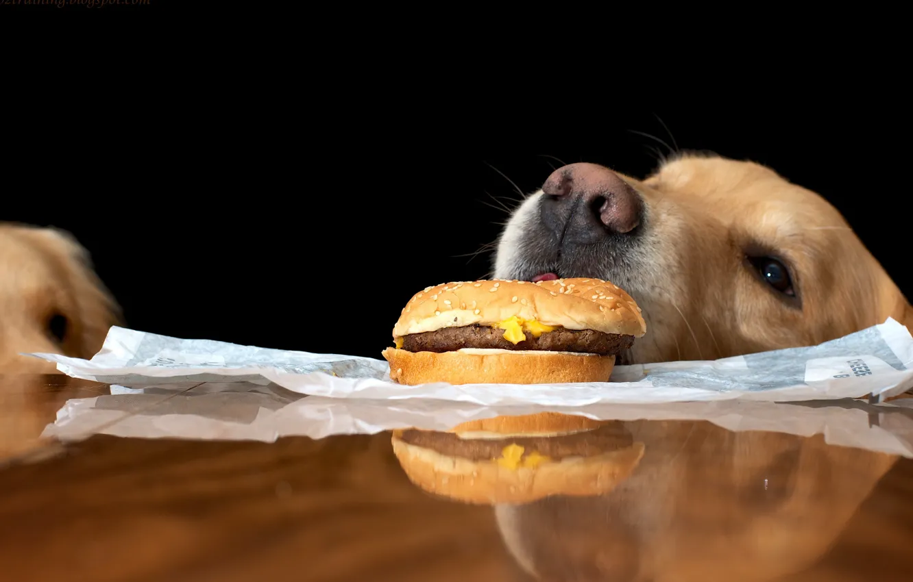 Photo wallpaper food, the situation, dog
