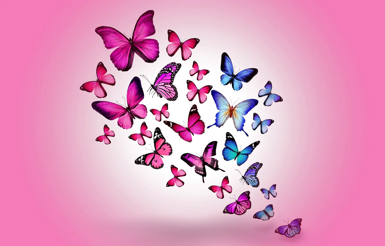 Wallpaper butterfly colorful blue pink butterflies design by