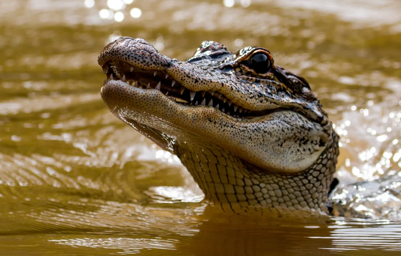 Photo wallpaper face, water, head, crocodile, teeth, alligator