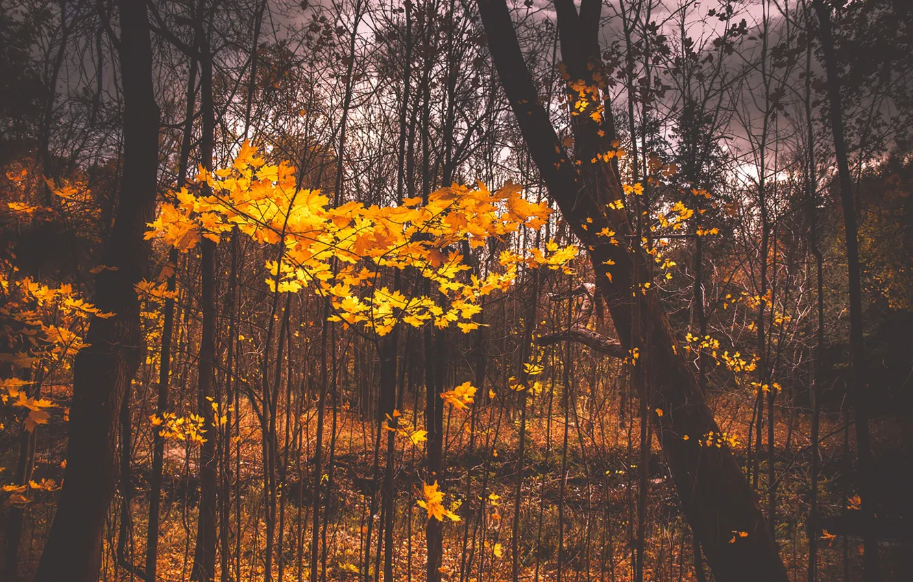 Wallpaper autumn, leaves, cloudy, woodland images for desktop, section ...