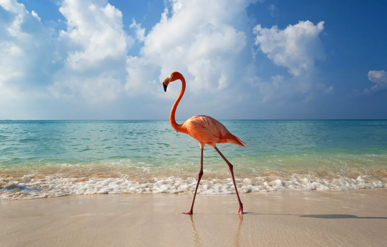 Wallpaper sea, animals, beach, water, clouds, landscape, birds, nature,  Flamingo, animals images for desktop, section животные - download