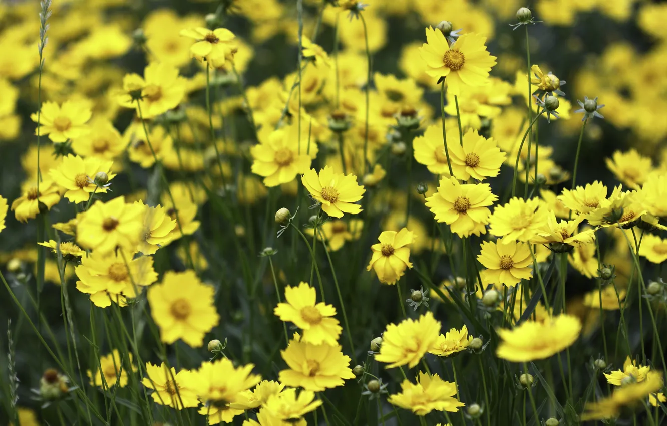 Wallpaper field, flowers, yellow, meadow images for desktop, section ...