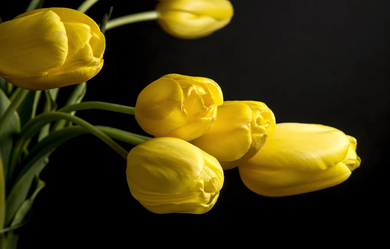 Wallpaper flowers, background, black, yellow, petals, tulips images for ...