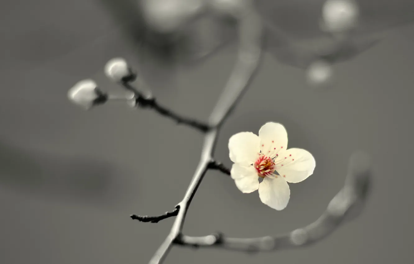 Wallpaper Flower Cherry Blossom Petals Branch Buds Images For Desktop Section Makro Download