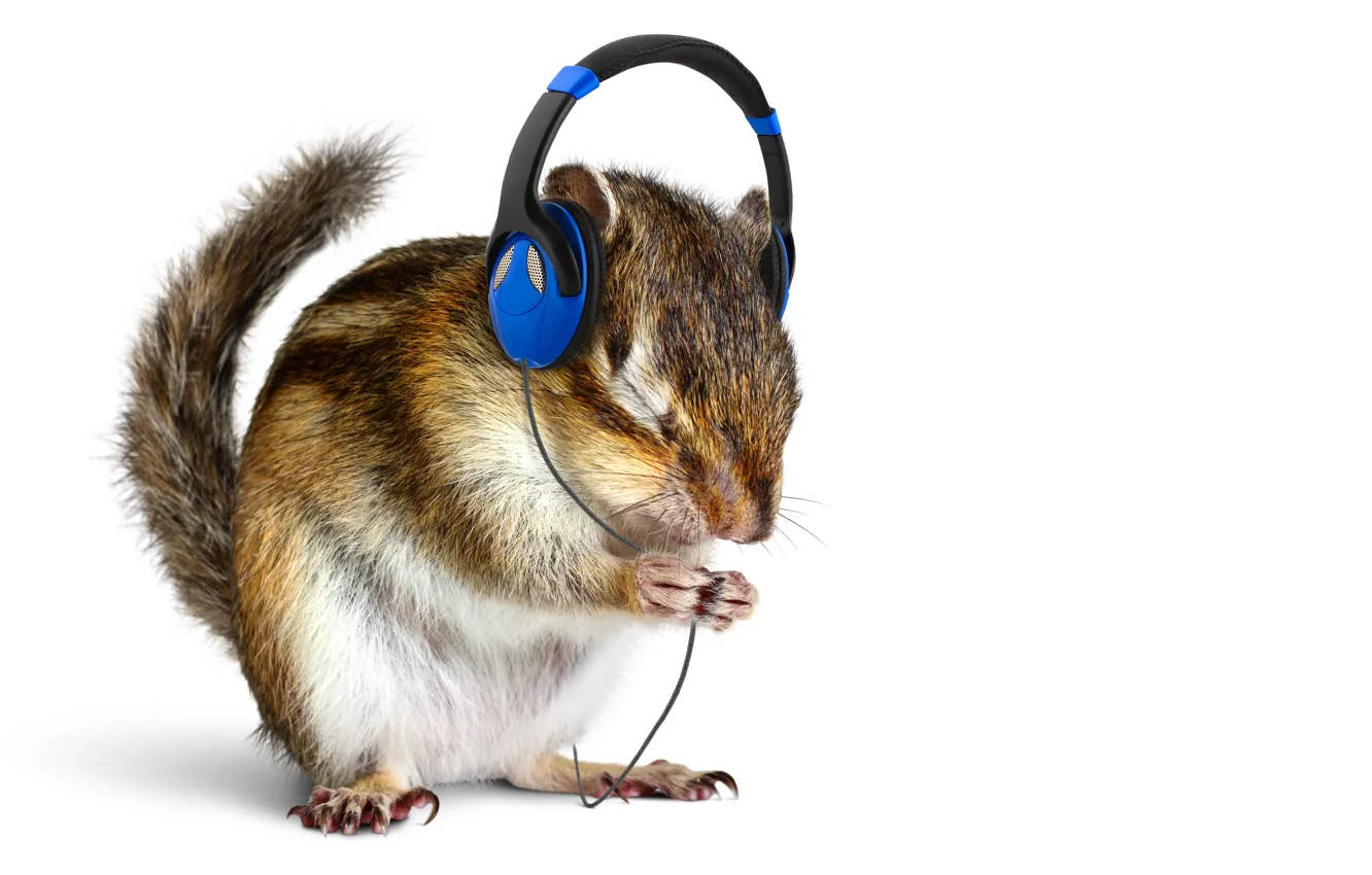Wallpaper music, animal, headphones, white background, animal images for  desktop, section животные - download