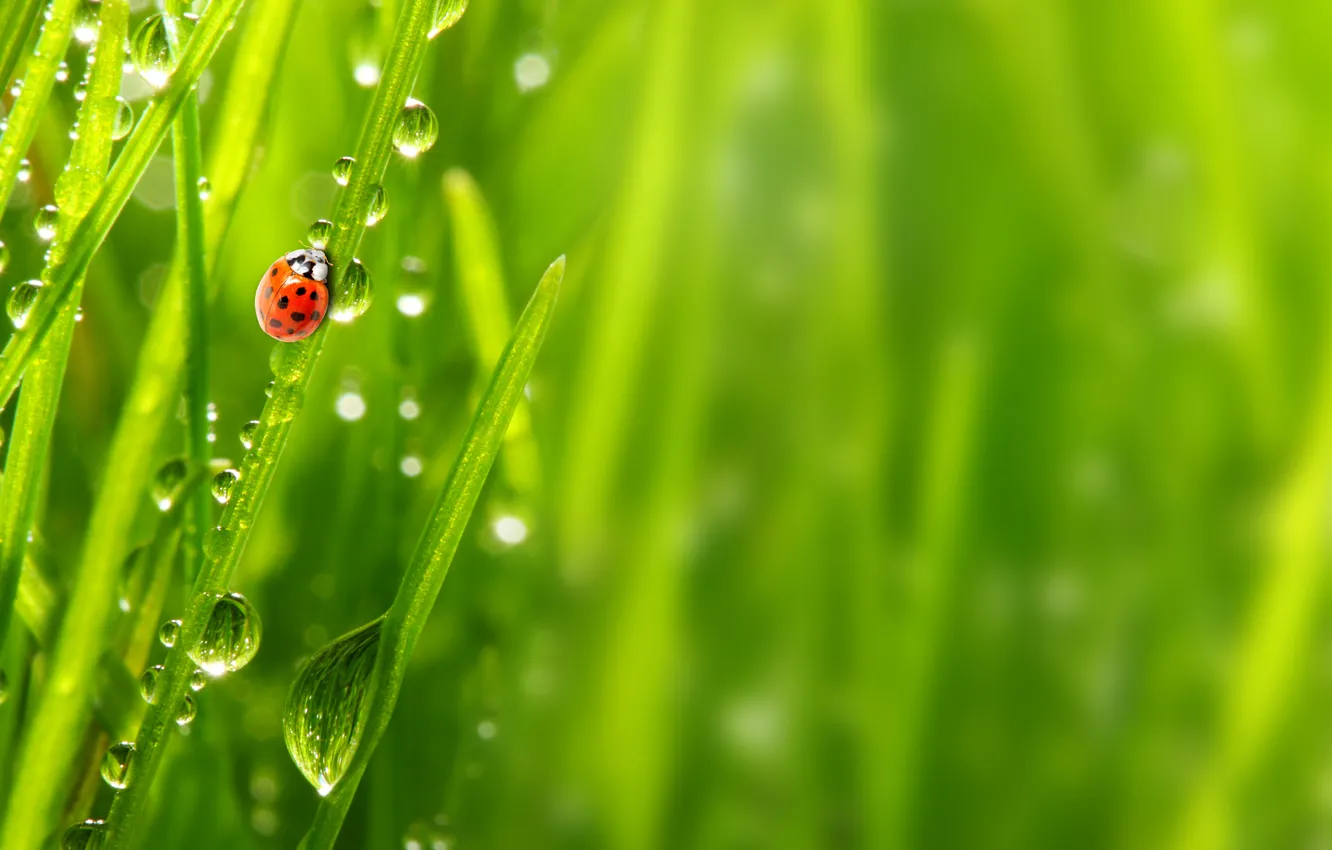Wallpaper grass, drops, macro, nature, Rosa, ladybug, morning, nature,  macro, morning, ladybug, the grass, the dew drops images for desktop,  section животные - download