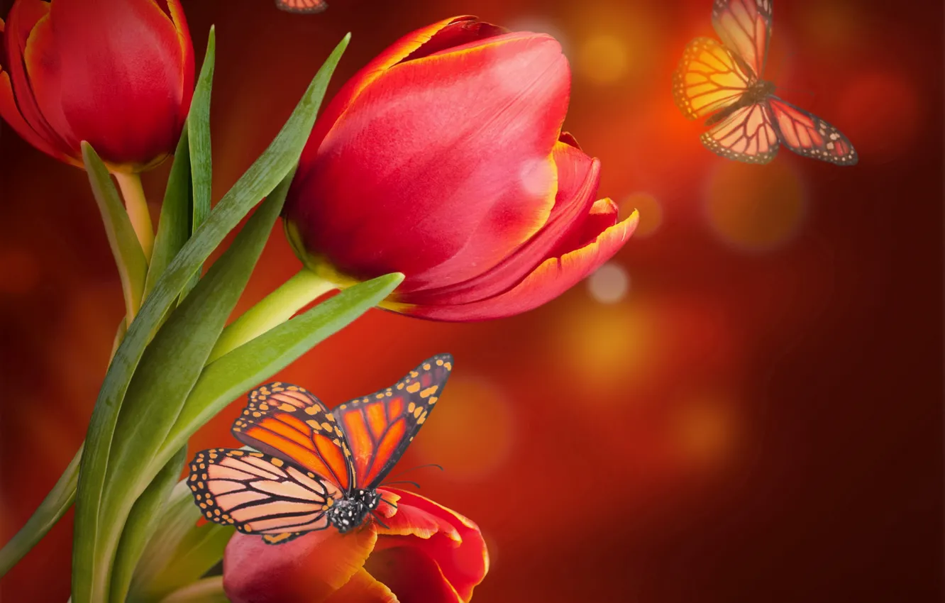 Photo wallpaper butterfly, tulips, red, blossom, flowers, tulips, butterflies